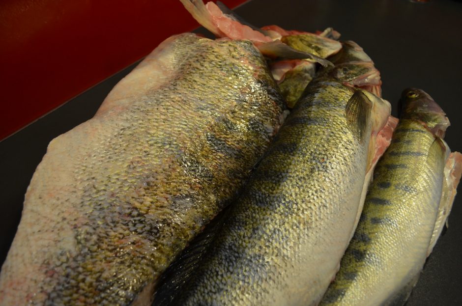 Suloos Fish Tudtad a süllőről? - HelloHal